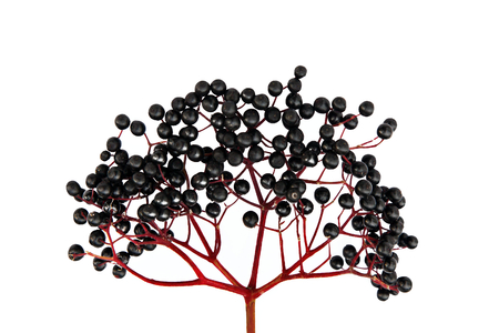 Black Elderberry isolated on white backgroundの写真素材