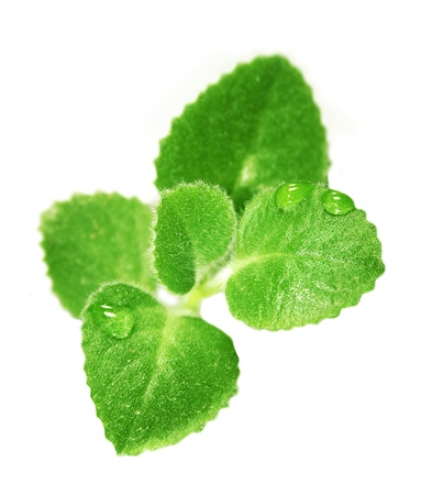 Small green plant with water drops  isolated on th whiteの写真素材