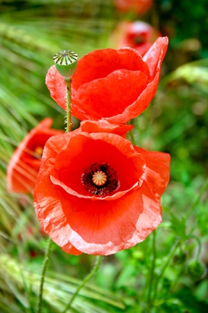 Wild poppies growing in a fieldの写真素材