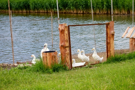 White geese near a pond and a metal fenceの写真素材