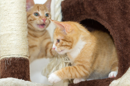 Cute kittens playing on a cat treeの写真素材