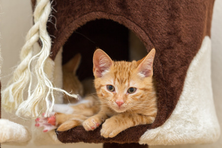 Red kitten on a cat treeの写真素材