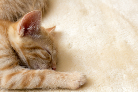 Sleeping kittenの写真素材