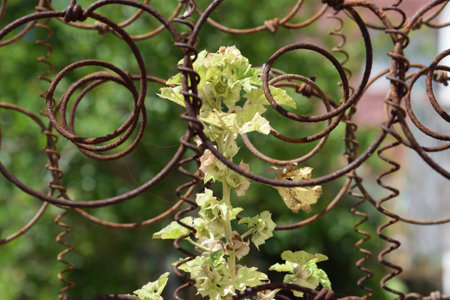 Old rusty iron fence with green leaves and flowers in the garden. plant inside circular rusty wire