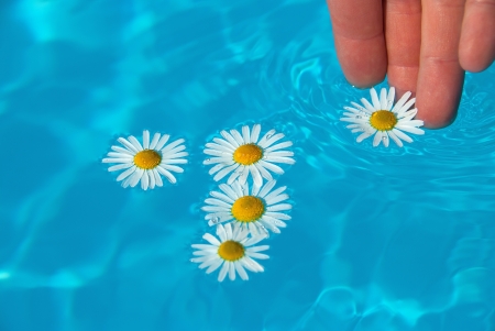 daisy white flower flying clear blue waterの写真素材