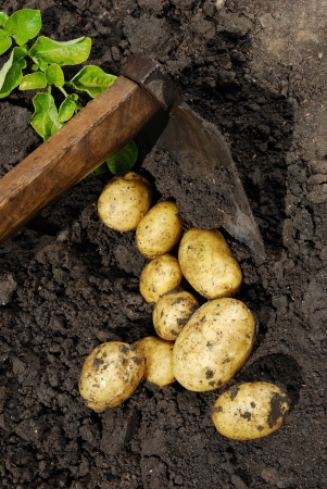 Fresh potatoes when harvested from organic farmsの写真素材