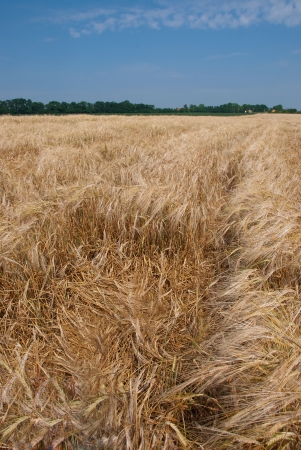 ripening grain in the field before harvestの写真素材