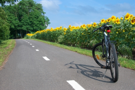 Bike on the bike trail with a field of sunflowers.の写真素材
