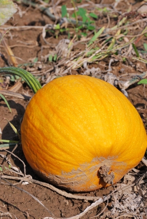 Ripe pumpkin in the field of organic agriculture.の写真素材