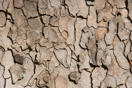 Shaped tree bark, taken as a background.