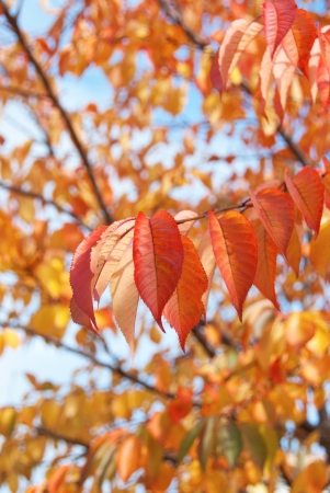 Leaves colored in orange photographed in the fall.の写真素材