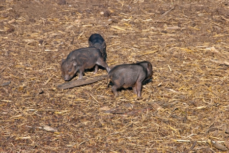 Brown baby wild pigs on straw photographed.の写真素材