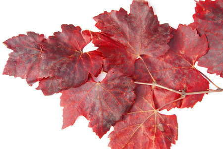 Color-tinted leaves photographed on white background autumn.の写真素材