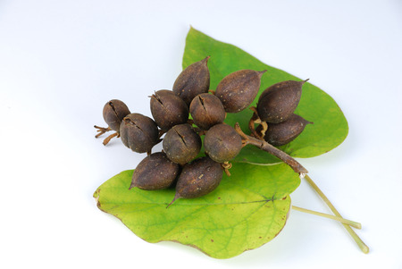 fruit tree with green leaves Paulownia tomentosaの写真素材