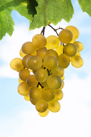 Harvest of white grapes from organic farming.の写真素材