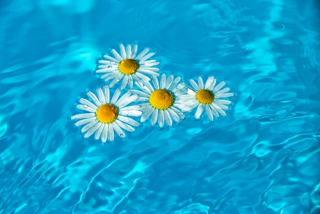 Flowers goldfish swimming in the water.の写真素材