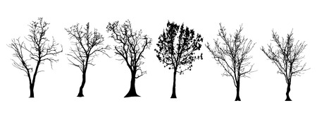 Vector silhouette of tree on a white background.のイラスト素材