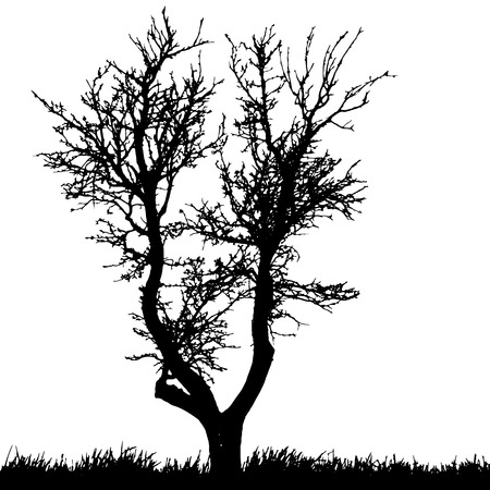 Vector silhouette of tree on a white background.のイラスト素材