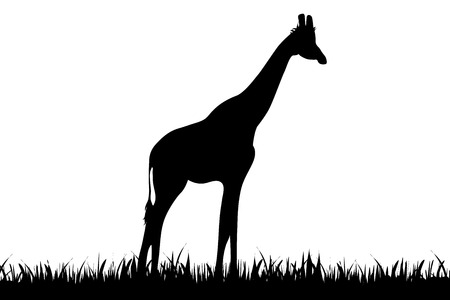 Vector illustration of a giraffe on white background.のイラスト素材