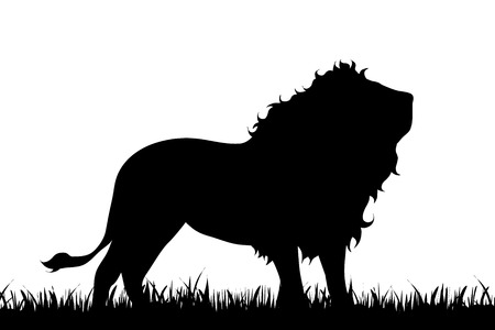 Vector illustration of a lion on white background.のイラスト素材