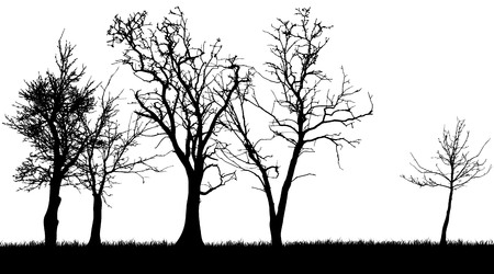 Vector silhouette of forest on white background.のイラスト素材