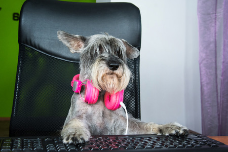Small dog sitting at computer and looking on the screen.の写真素材