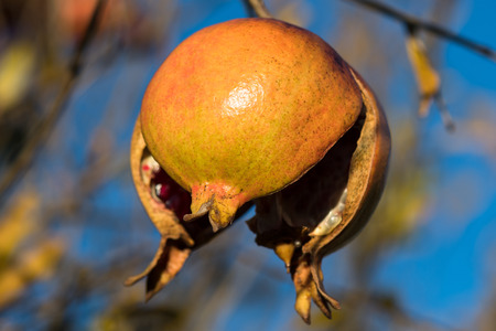 Cracked pomegranate on a tree.の写真素材