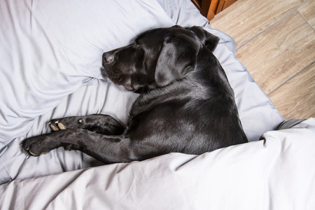 Dog sleeping in the bed.の写真素材