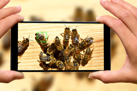 Woman with mobile phone photos of bees.