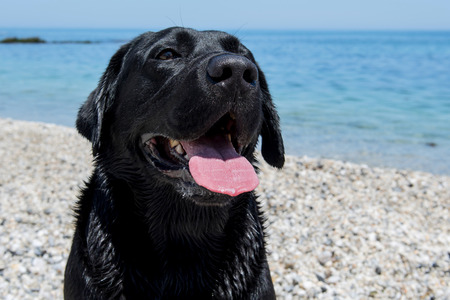 Face of a black dog on the beach.の写真素材