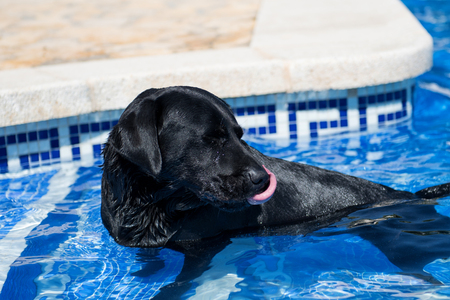 The black dog in the swimming pool.の写真素材