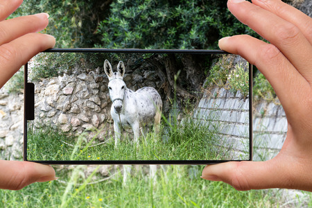 Woman with mobile phone photos donkey.