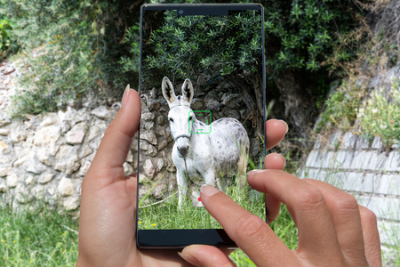 Woman with mobile phone photos donkey.