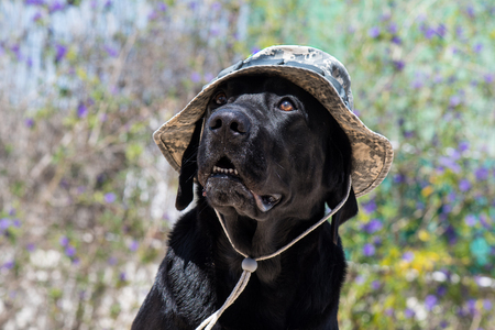 Dog labrador with army camouflage hat, funny dog.の写真素材