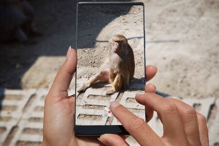 Woman photographing on cell phone sitting monkey on the street.の写真素材