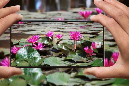 Woman photographing on cell phone blooming pink water lilies on a lake in Thailand