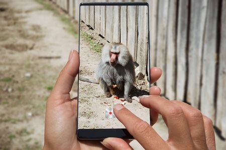 Woman photographing on cell phone sitting baboon monkey on the street.の写真素材