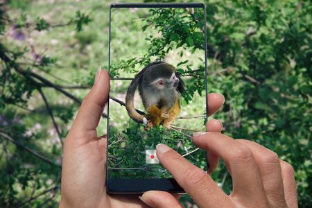 Woman photographing on cell phone Common Squirrel Monkey, Saimiri sciureus in tropical forest sitting on tree.の写真素材