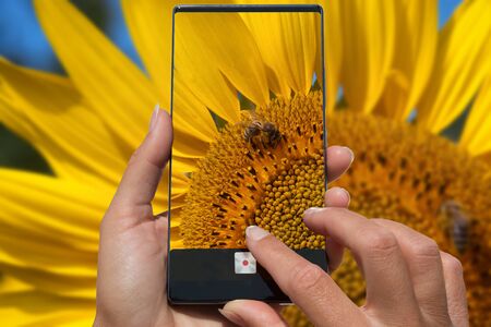 Woman photographing on cell phone bee on sunflower. Natural background.の写真素材