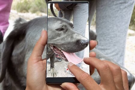 Woman photographing on cell phone dirty, dog outdoors in nature.の写真素材