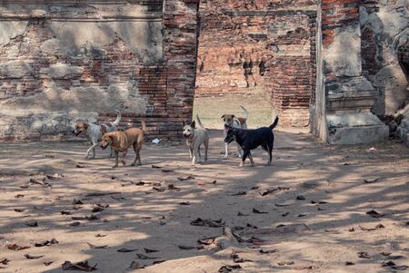 Street dog playing for fun in Wat Prha Mahathat Temple in Ayutthaya, Thailand.の写真素材