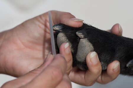 Clipping a dog's claws concept close up view from the sideの写真素材