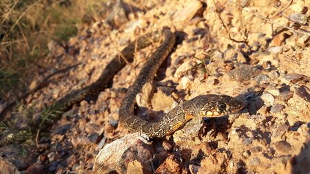 Soft focus detail snake Hemorrhois hippocrepis on stones in nature Spain.の写真素材