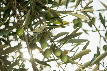Olive tree full of ripe olives before harvest.の写真素材