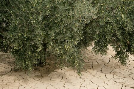 Global warming drying. Olive trees on dry mud cracks land.の写真素材