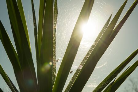 Close-up view of Yucca with sunshine and spider webの写真素材