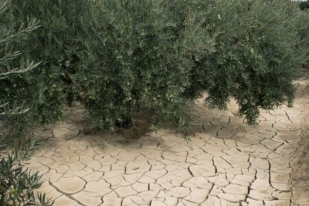 Global warming drying. Olive trees on dry mud cracks land.の写真素材