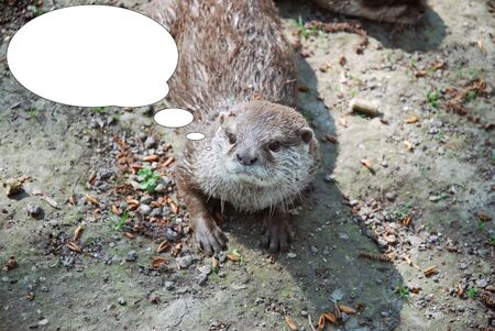 Otter Lutrinae lay on the ground with bubble idea.の写真素材