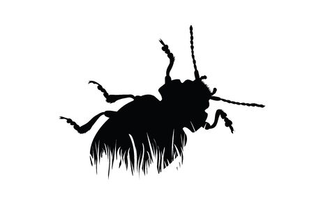 Vector silhouette of beetle in the grass on white background. Symbol of animal, insect, wild, nature, park, garden.のイラスト素材