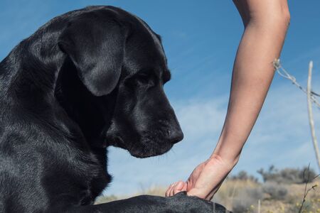 Detail of a dog's head as she eats a delicacy from her hand.